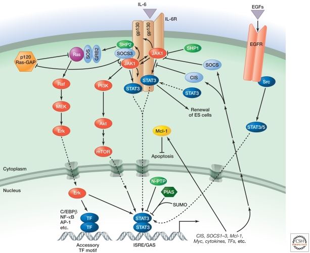 The JAK/STAT pathway.